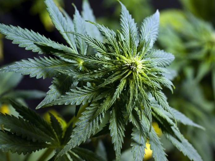 Hashplante